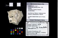 Foto (Objekt + Etikett) von Goniodromites bidentatus (Reuss, 1859)  (NHMW-GEO-1990-0041-0070)